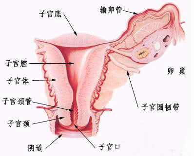 广州代妈内生殖系统图示